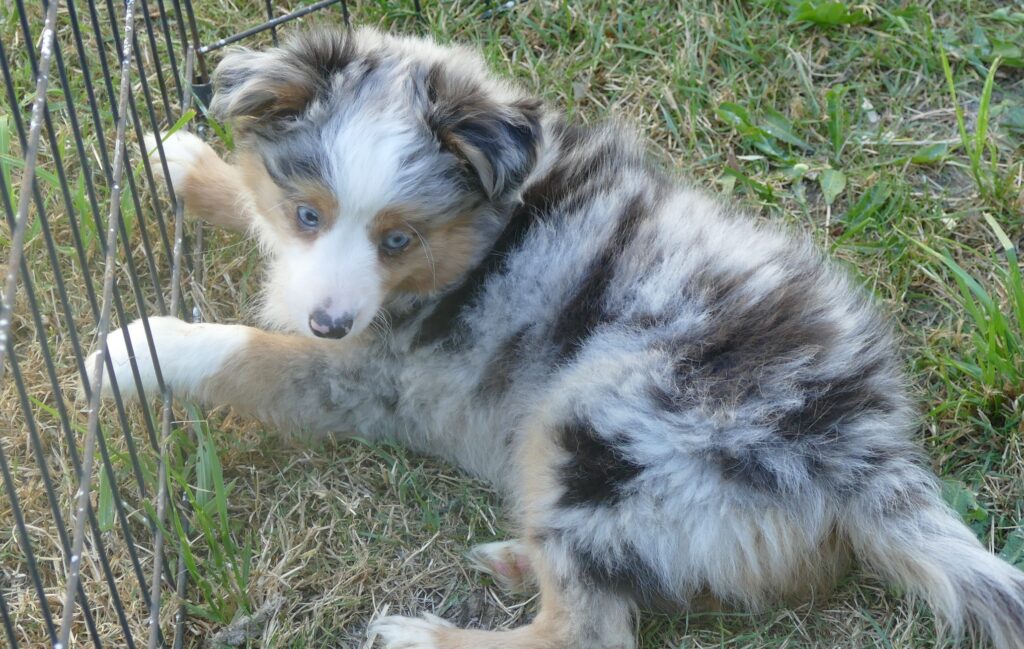 Lil Paisley Blue – Blue merle female –  toy- with tail