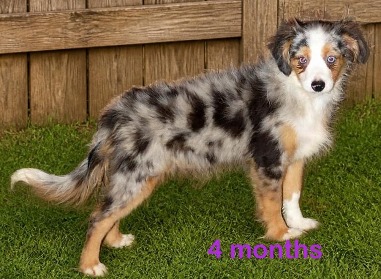 Aussies with Tails