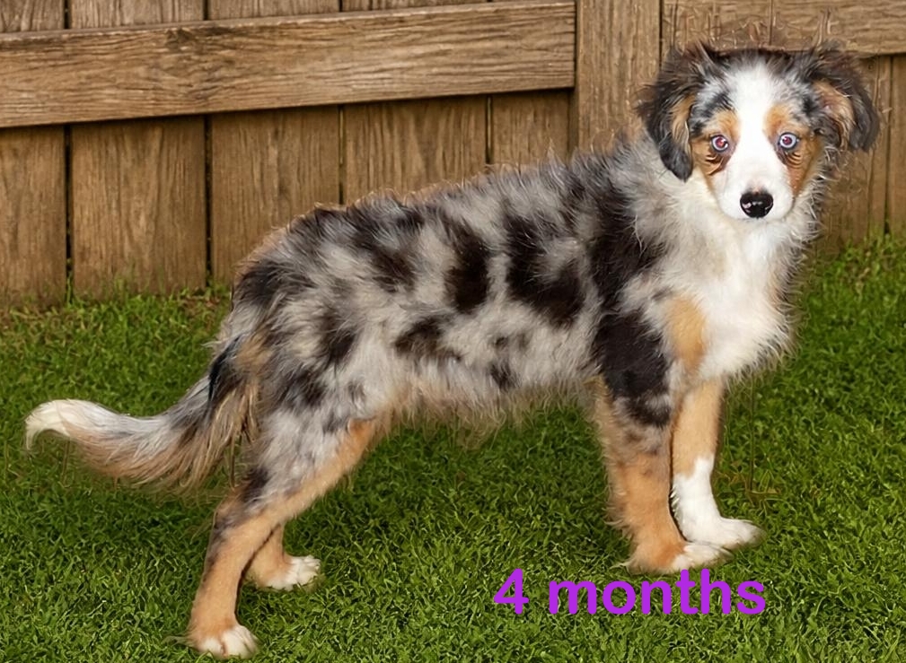 Lil Paisley Blue – Blue merle female –  toy- with tail