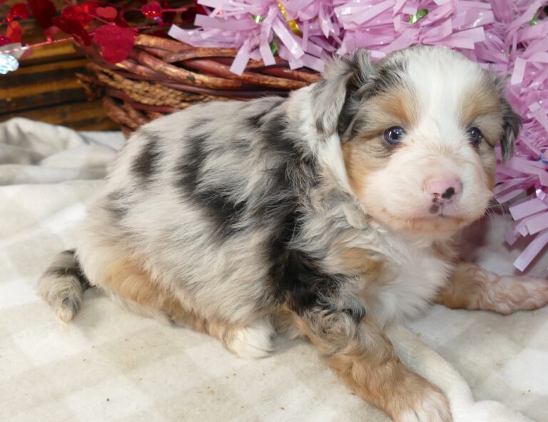 Aussies with Tails