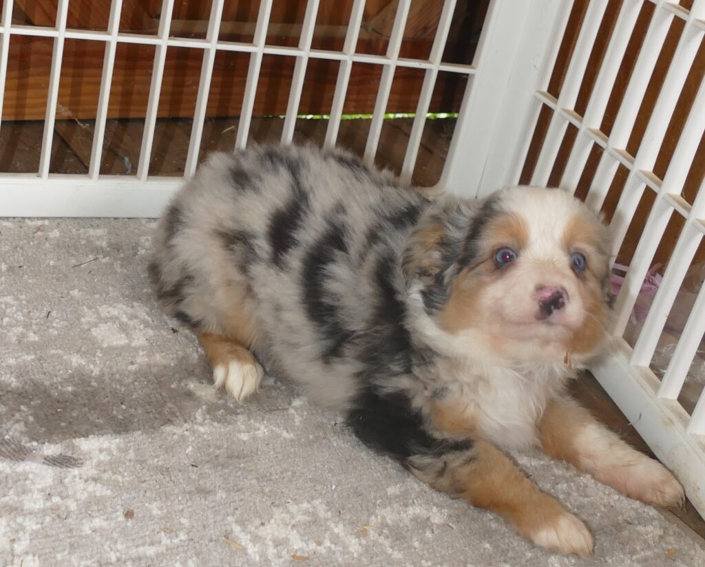 Lil Paisley Blue – Blue merle female –  toy- with tail