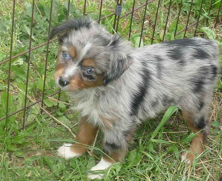 Pending- Lil Starnight – Blue merle female –  toy