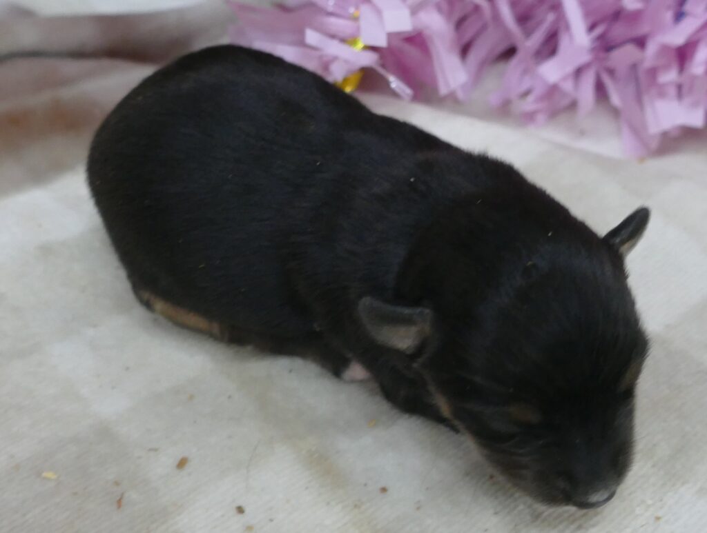 Lil  Triskey-el Black tri female