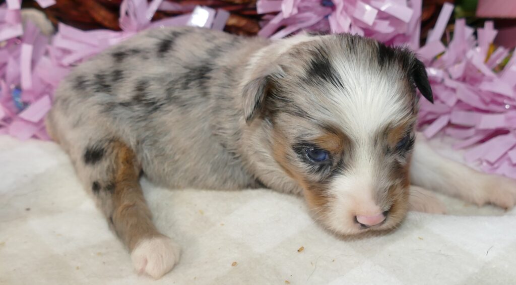 Lil Triskey-EL – blue merle female -small toy