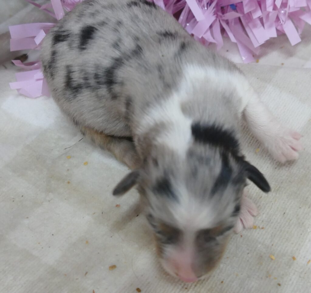 Lil Triskey-EL – blue merle female – Small TOY