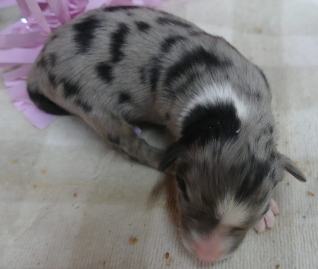 Lil Triskey-EL – blue merle female -small toy