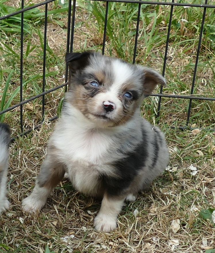 Lil Triskey-EL – blue merle female -tiny toy