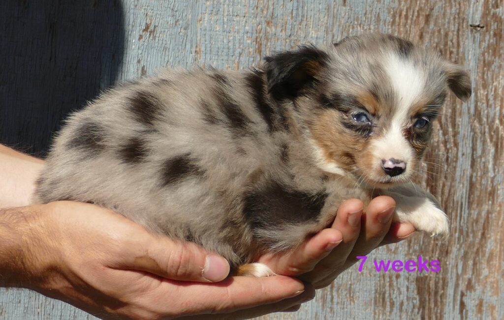 Lil Triskey-EL – blue merle female -tiny toy