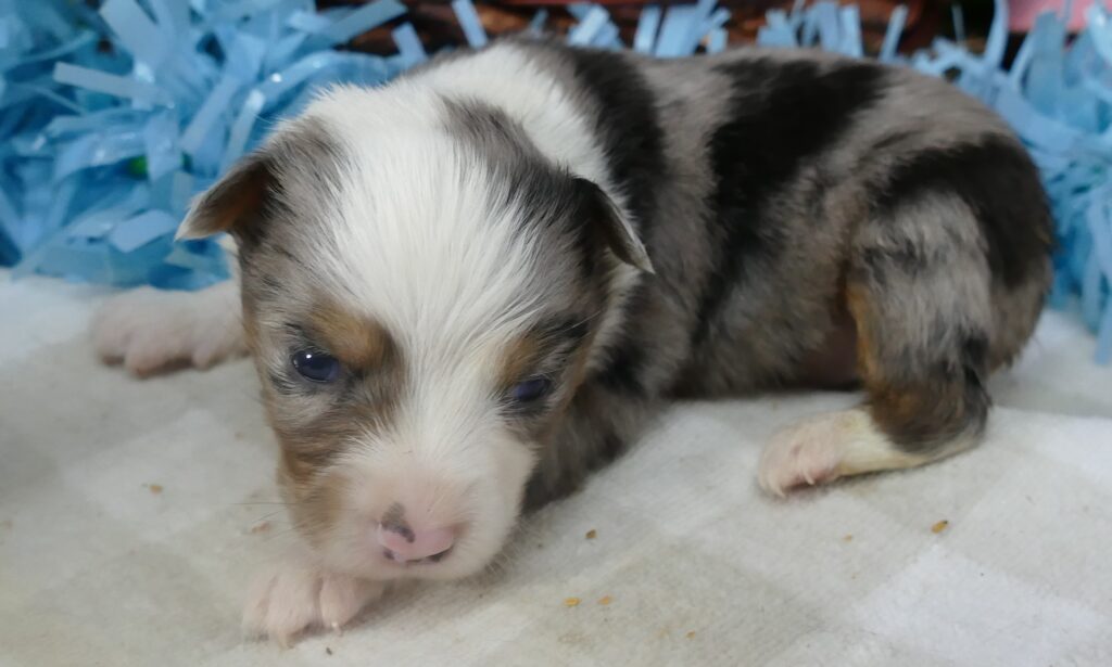 Lil Triskey-EL BLue merle male