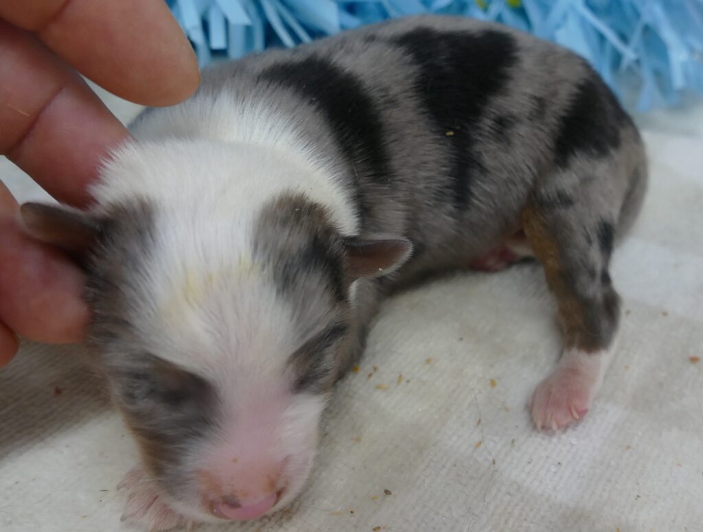 Lil Triskey-EL BLue merle male