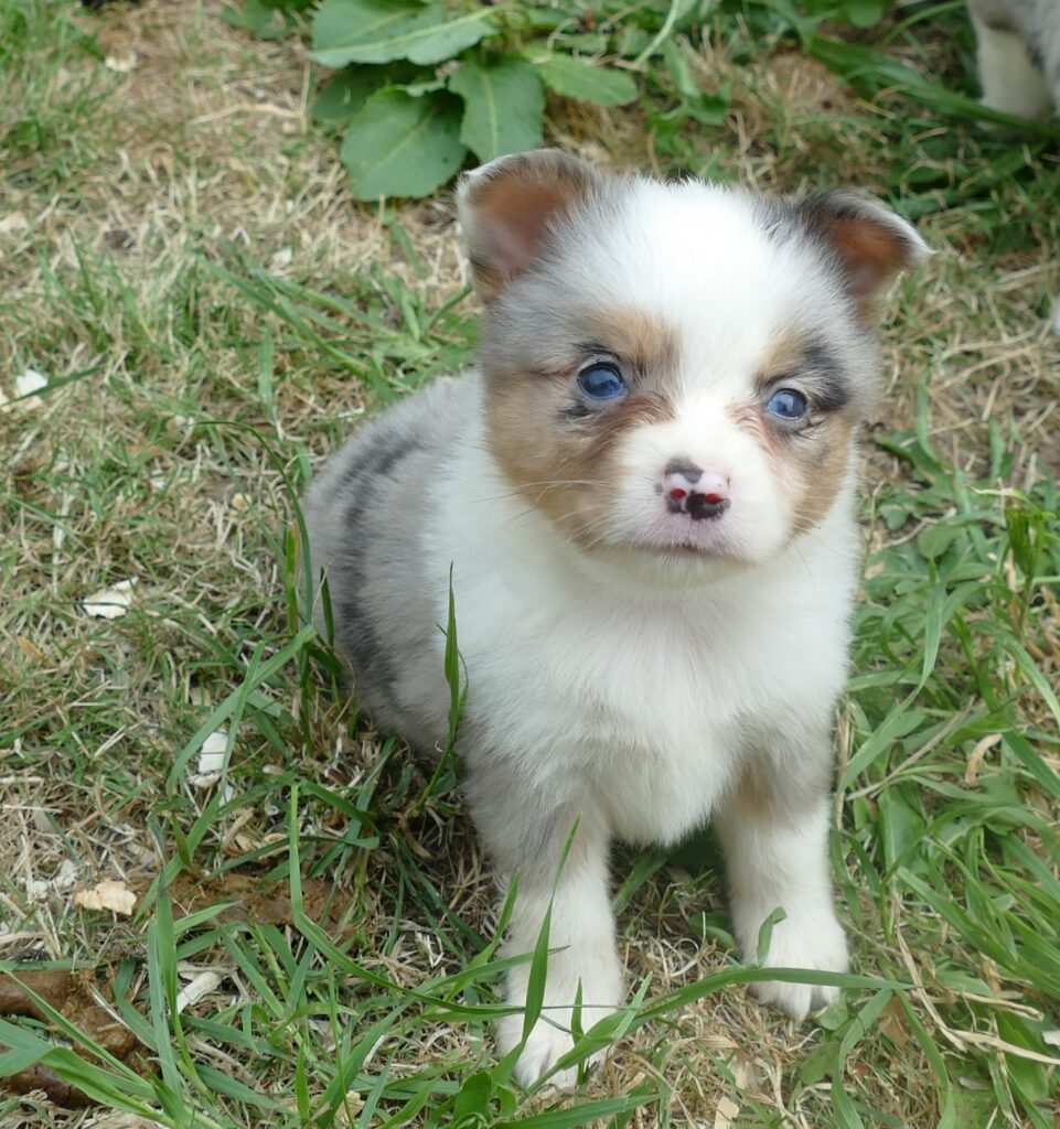 Lil Triskey-EL BLue merle male