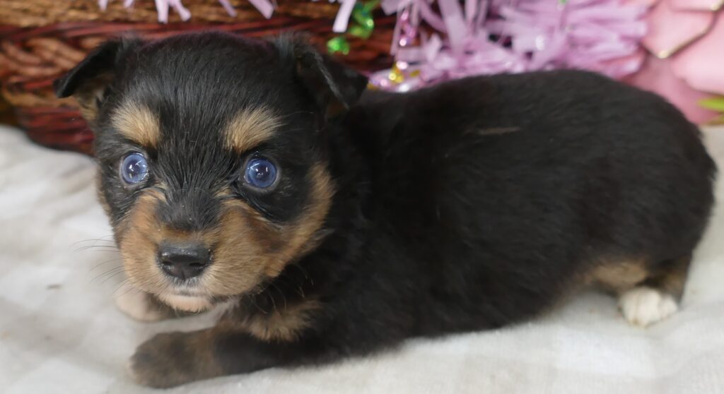 Lil  Triskey-el Black tri female -toy 2 blue eyes