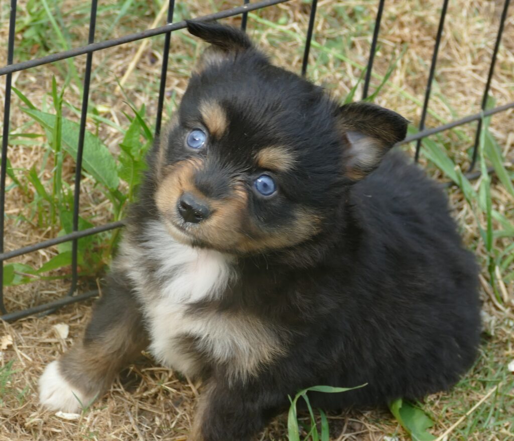 Lil  Triskey-el Black tri female -toy 2 blue eyes