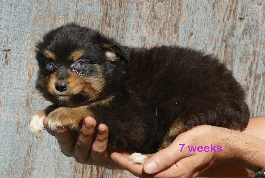 Lil  Triskey-el Black tri female -toy 2 blue eyes
