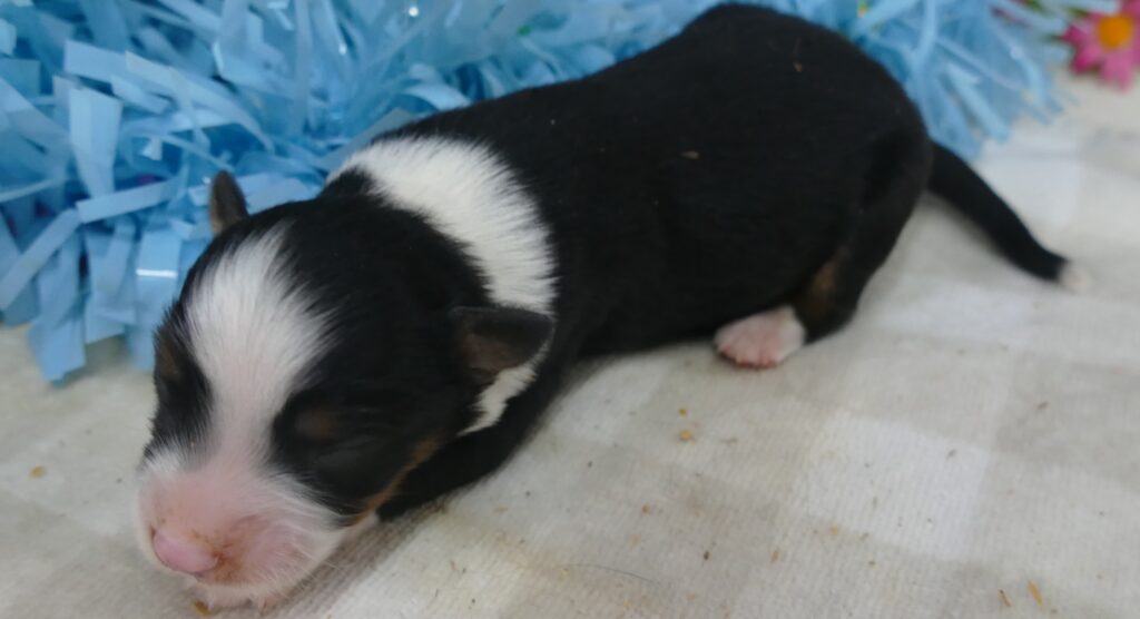 Lil Triskey-el Black Tri Male