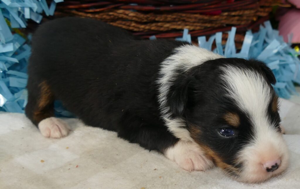 Lil Triskey-el Black Tri Male
