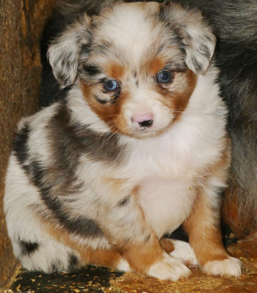 Pending- Lil TRixeyblue – Blue Merle Female – TINY TOY