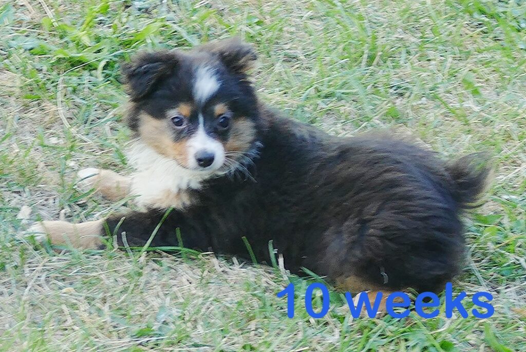 Lil Dustyrose- Black tri male2 – small TOY
