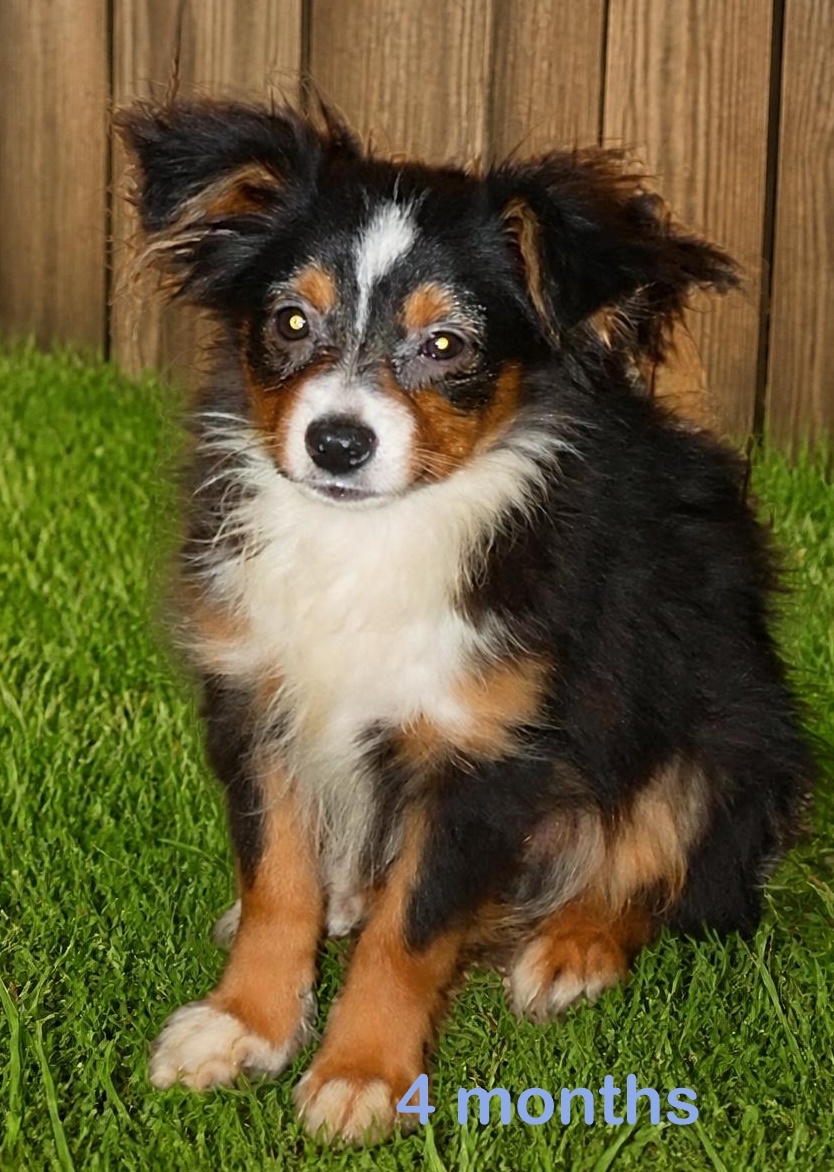 Lil Dustyrose – Black tri male 1 – small toy