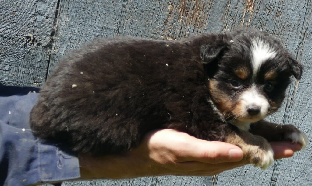 Lil Dustyrose – Black tri male 1 – small toy