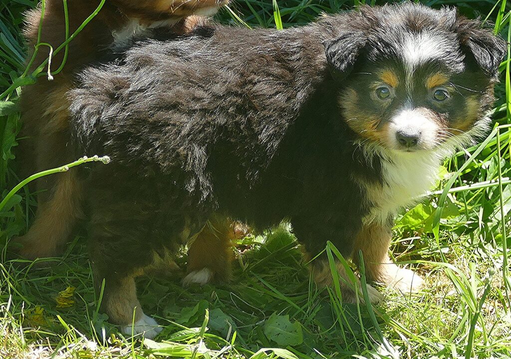 Lil Dustyrose – Black tri male 1 – small toy