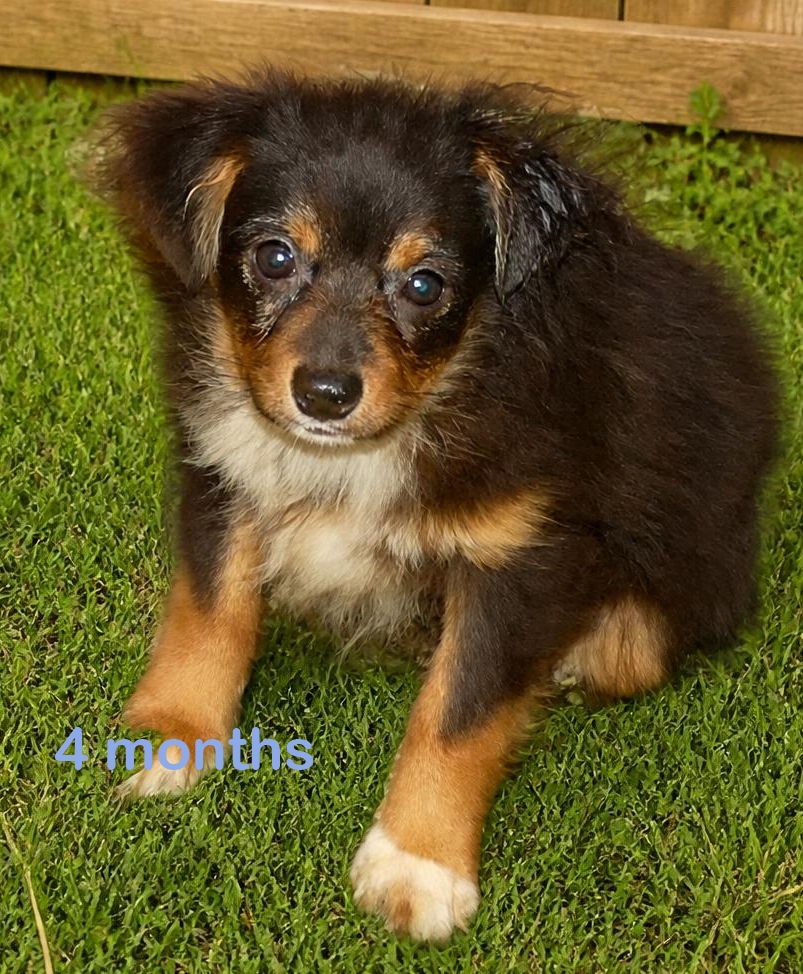 Lil Dustyrose- Black tri male2 – small TOY