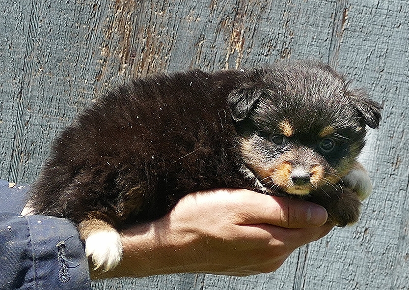 Lil Dustyrose- Black tri male – TOY