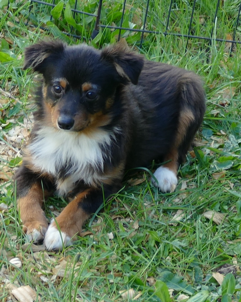 Lil Dustyrose- Black tri male2 –  TOY