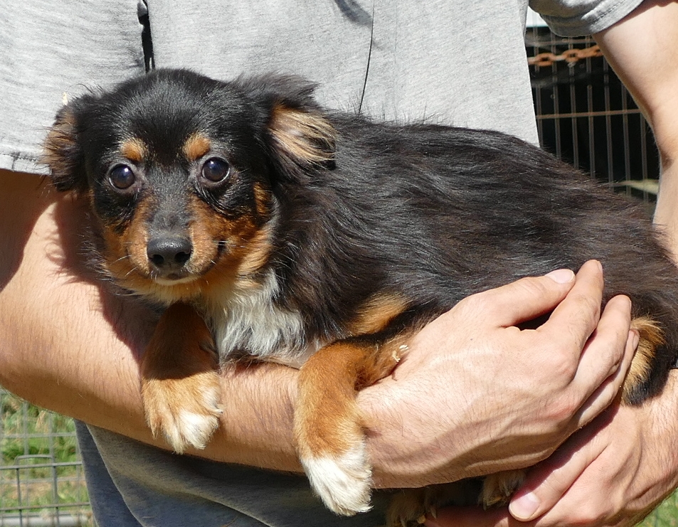 Lil Dustyrose- Black tri male2 – small TOY