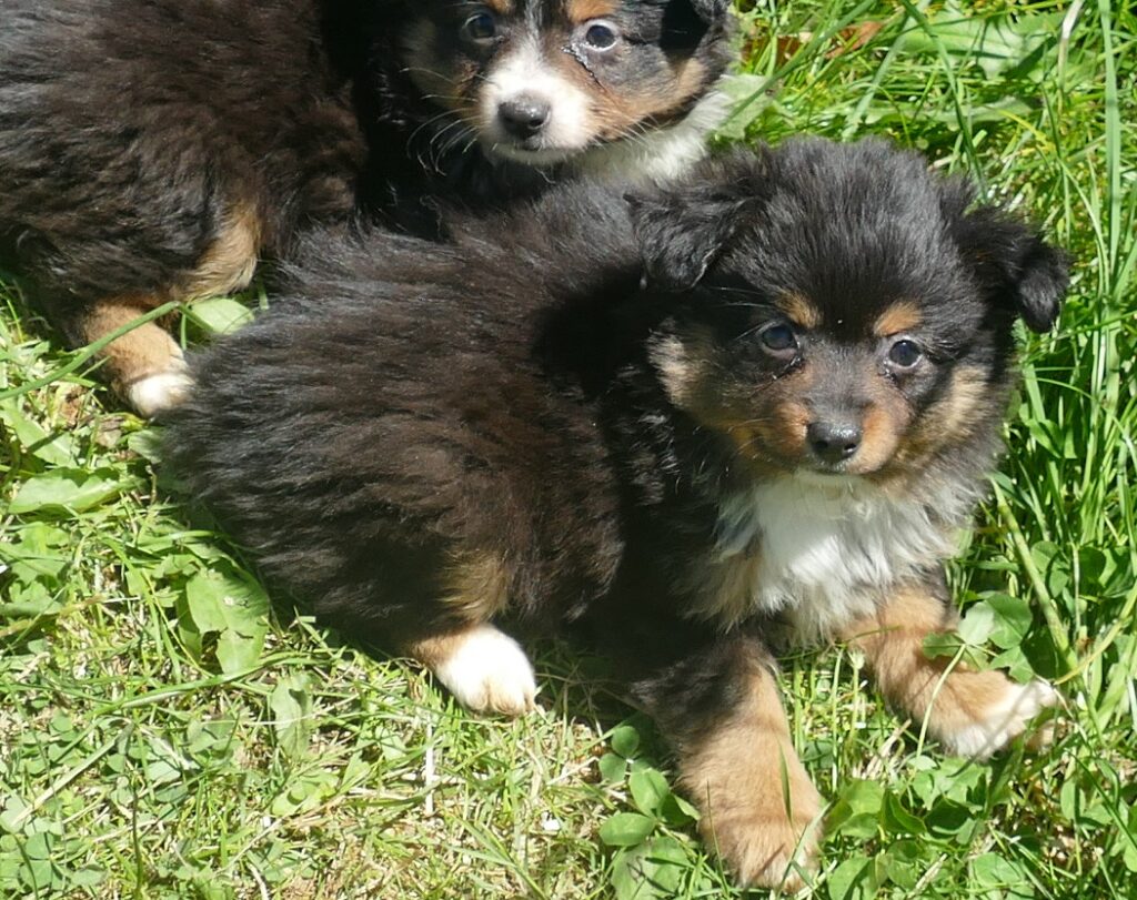 Lil Dustyrose- Black tri male – TOY