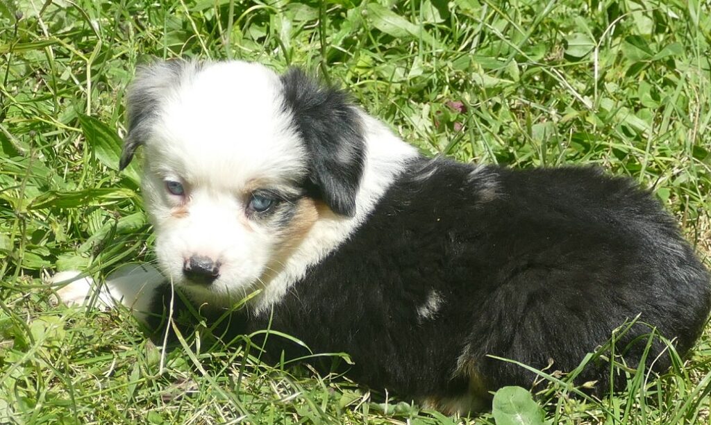 RUSTYBELLE – Blue merle male – MINI