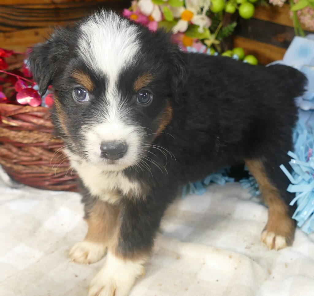 Rustybelle – Black tri male1 – mini