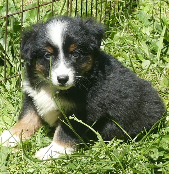 Pending – Rustybelle – Black tri male1 – mini
