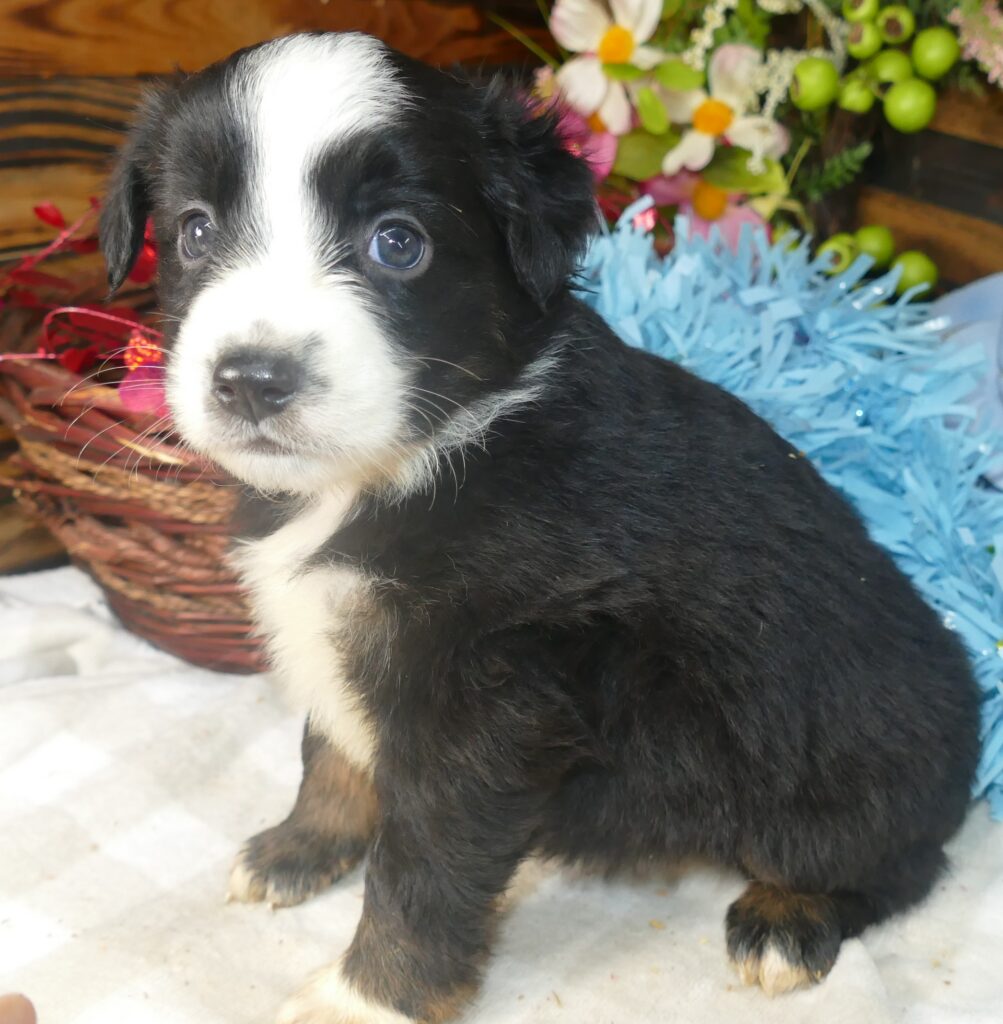 RustyBelle-  Black Tri Male 2- mini