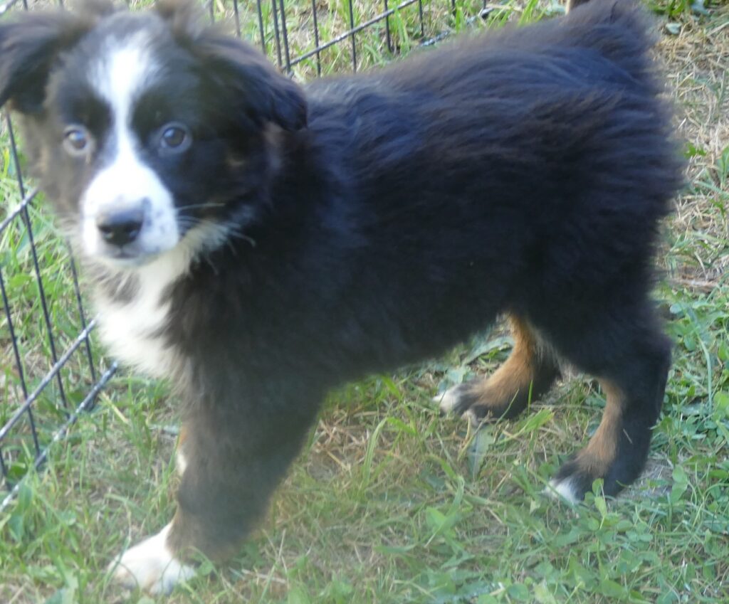RustyBelle-  Black Tri Male 2- mini