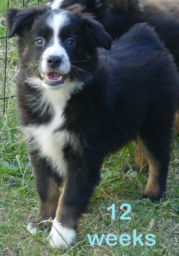 RustyBelle-  Black Tri Male 2- mini