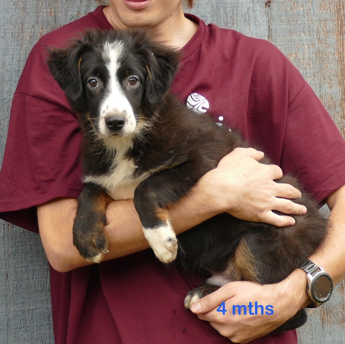 Pending- RustyBelle-  Black Tri Male 2- mini