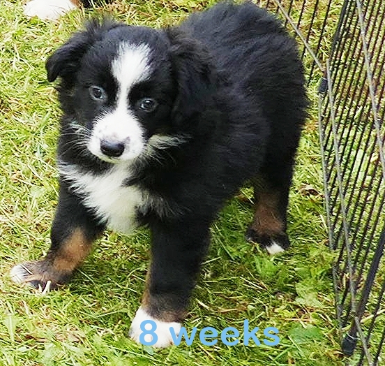 RustyBelle-  Black Tri Male 2- mini