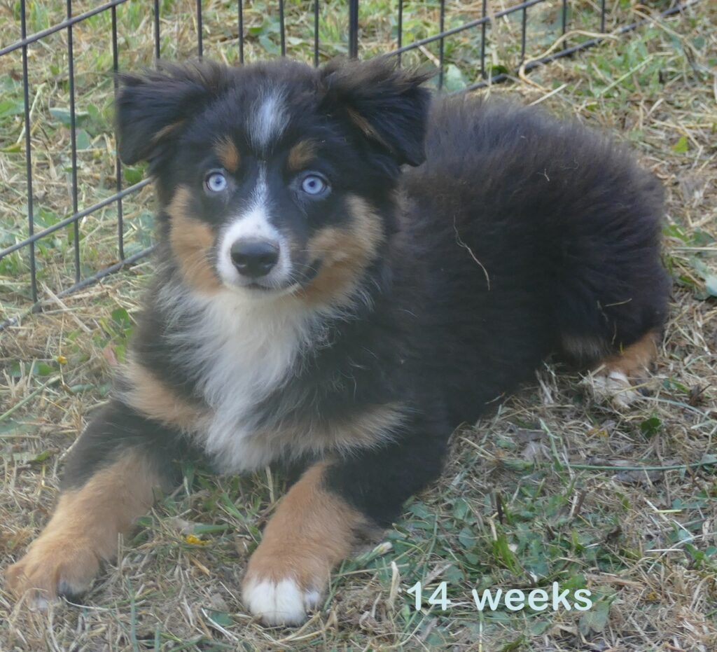 Rustybelle – Black tri Male 3 – 2 blue eyes