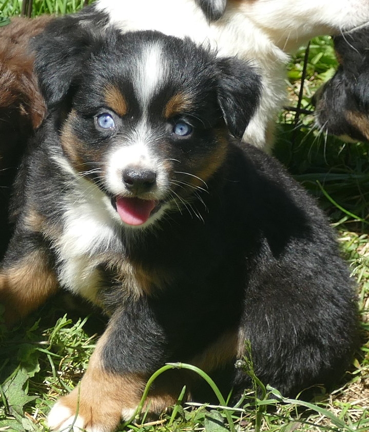 Rustybelle – Black tri Male 3 – 2 blue eyes