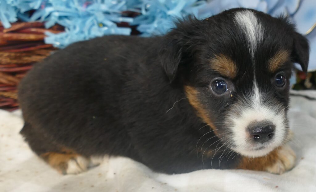 Rustybelle- Black Tri Male 4 – small mini  Natural bob tail