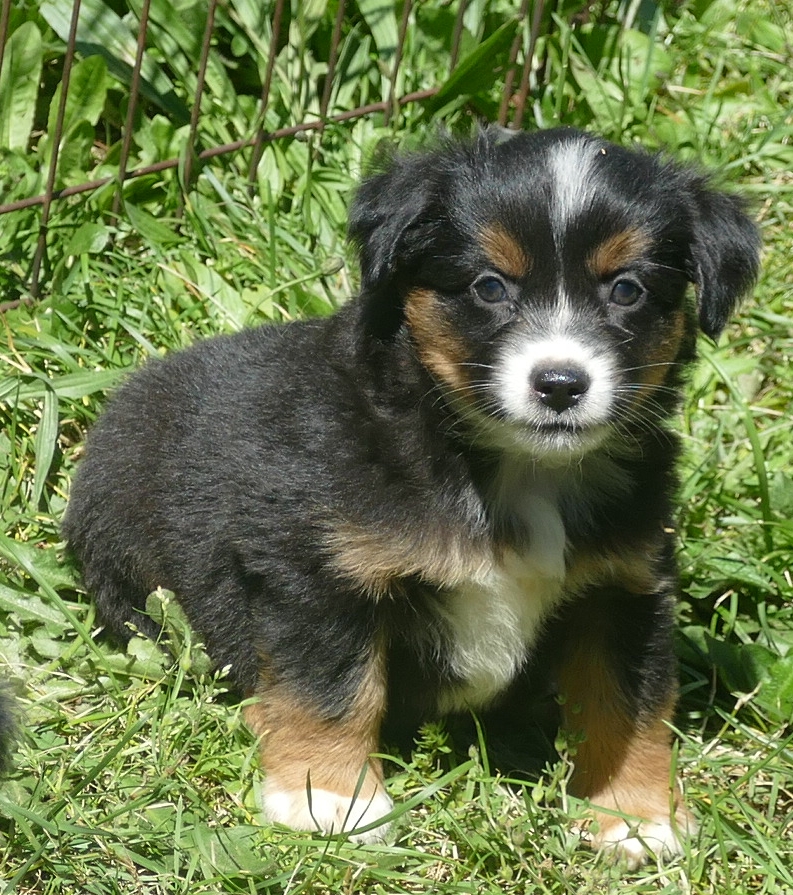 Rustybelle- Black Tri Male 4 – small mini  Natural bob tail