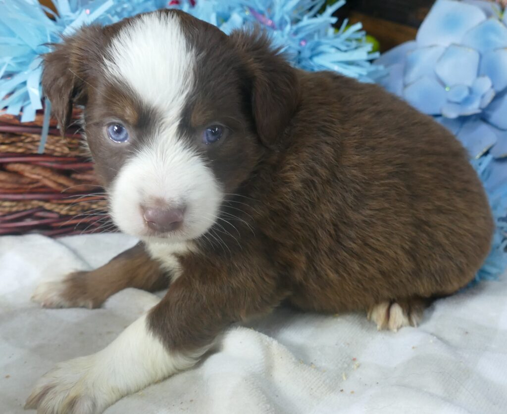 RustyBelle – Red Tri Male – MINI -2 blue eyes