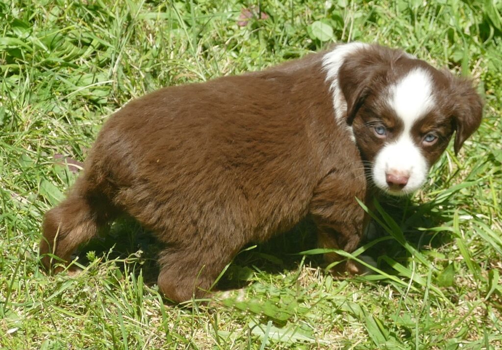 RustyBelle – Red Tri Male – MINI -2 blue eyes