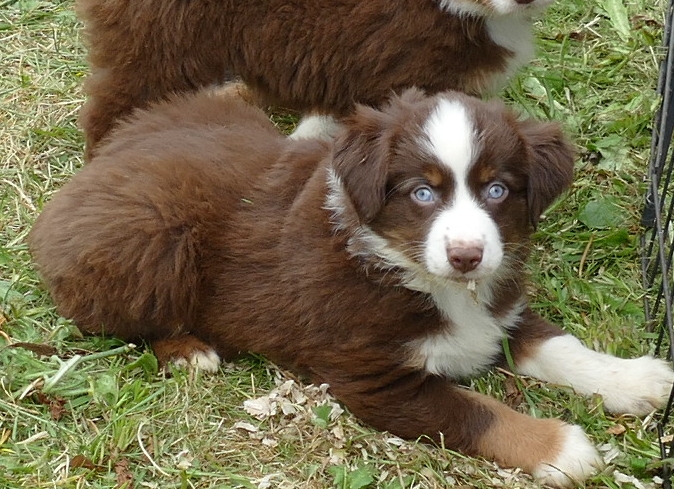 RustyBelle – Red Tri Male – MINI -2 blue eyes