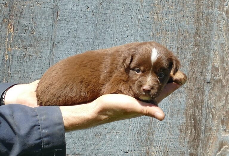 Puppies $850 or Under