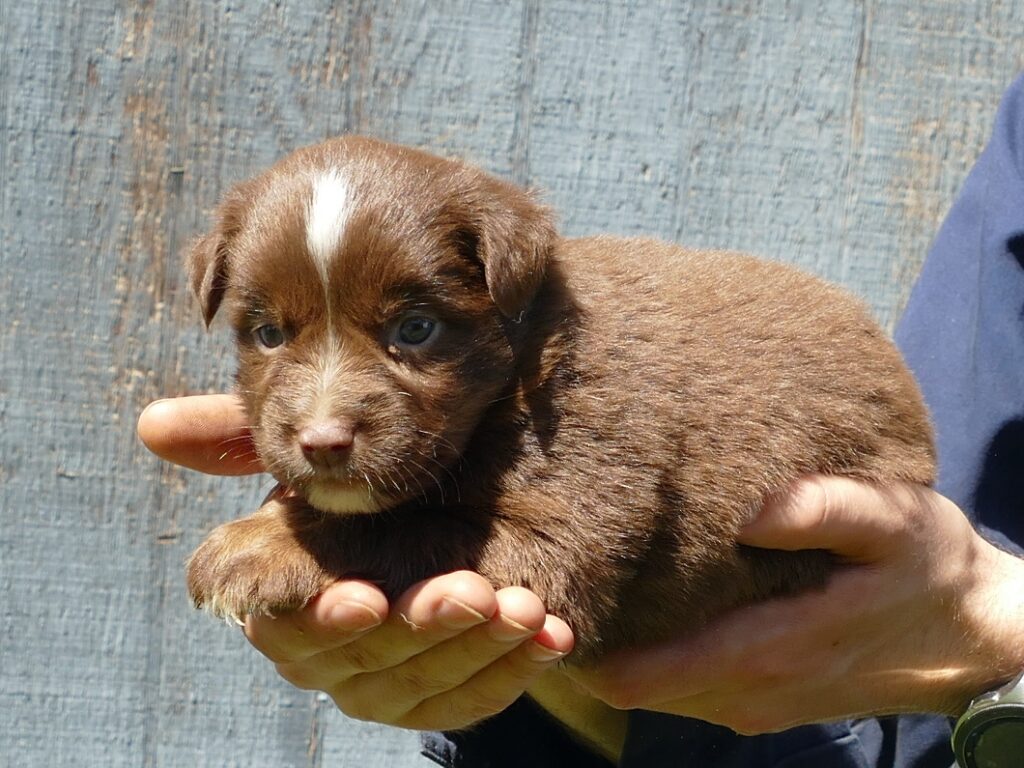 RustyBelle – Red Tri Male – mini – Natural BOb Tail