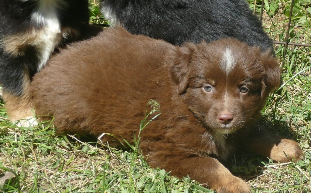 RustyBelle – Red Tri Male – mini – Natural BOb Tail