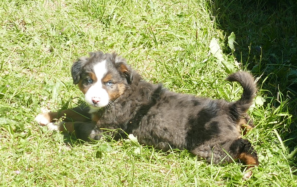 Lil Rustyrose -BLue Merle Male – with tail -Large  MINI