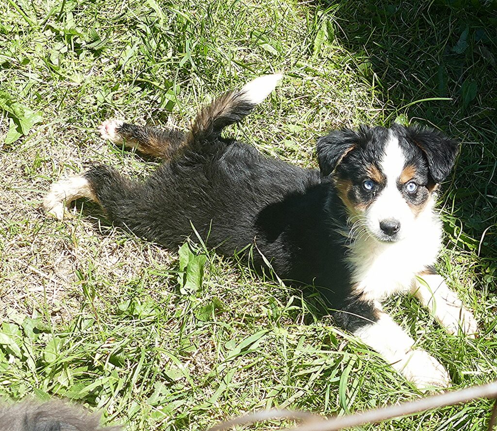Pending Lil Rustyrose – Black TRI Female – with tail – mini